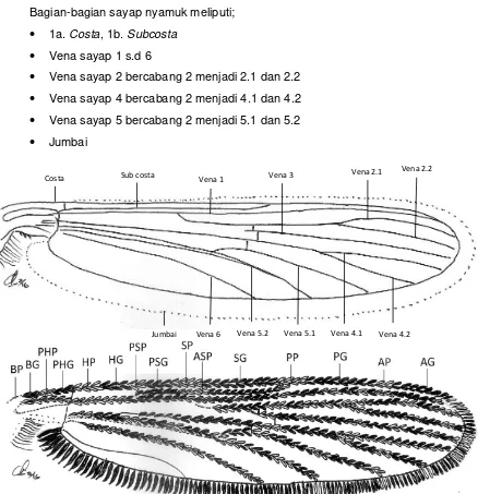 Gambar 28. Morfologi abdomen nyamuk betina 12 