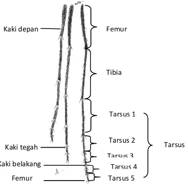 Gambar 30.  Morfologi kaki nyamuk 