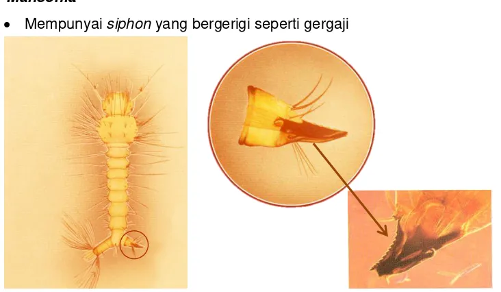 Gambar 34. Morfologi jentik Aedes29 