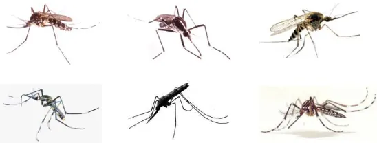 Gambar 2. Beberapa genus nyamuk di Indonesia (dari 