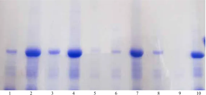 Gambar 2.   Pola pita protein pada inducer  terpilih berdasarkan hasil elektroforesis  menggunakan gel  poliakrilamid (SDS- PAGE 10%)