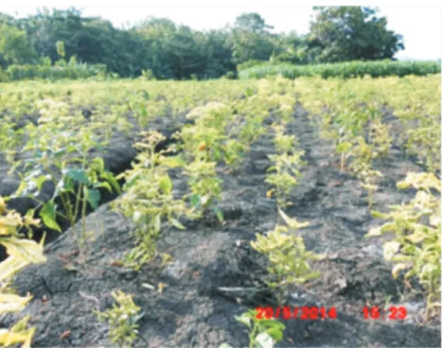 Gambar  6. Penyemprotan dengan insektisida  mahoni pada lahan cabai yang terserang 