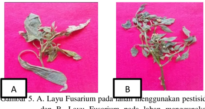 Gambar 5. A. Layu Fusarium pada lahan menggunakan pestisida  dan  B.  Layu  Fusarium  pada  lahan  menggunakan  sistem organik