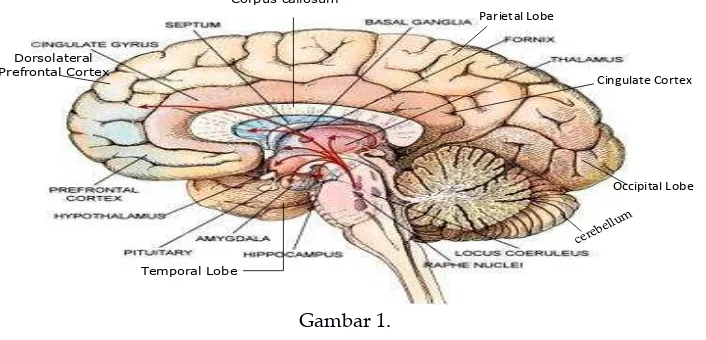 Gambar 1.  Struktur Otak Manusia (LeDoux, 1996)  
