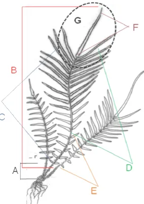 Gambar 1.  Karakter morfologi P.vittata . A. stipe, B. helaian daun, C. anak daun, D. anak daun subur E