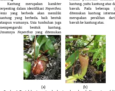 Gambar 1. Bentuk kantung atas dan kantung bawah pada N. sumatrana (a) Kantung bawah berbentuk gelas tambun, (b) Kantung atas berbentuk terompet 