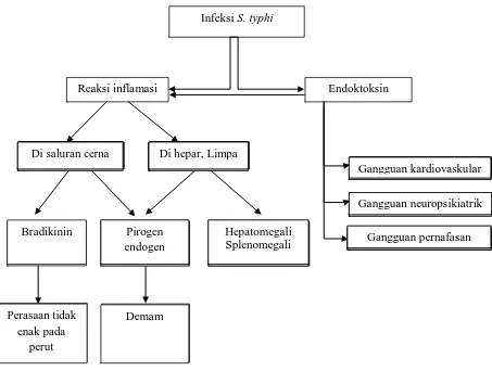 Gambar 2.3. Skema patofisiologi infeksi S. typhi  