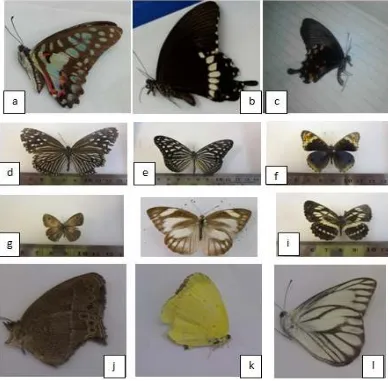 Gambar 1. Beberapa kupu-kupu yang ditemukan dikampus Universitas Negeri Medan. Graphium  doson (a), Papilio polytes (b), dan Pachiliopta aristolochiae (c), Euploea mulciber (d), Ideopsis vulgaris (e), Junonia orythya (f), Neptis hylas (g), Appias libthea (