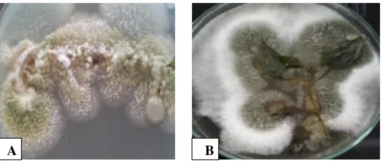 Gambar 10.  Reisolasi jamur patogen dari tanaman cabai pada media PDA (A) reisolasi 