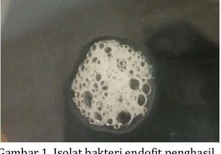 Gambar 1. Isolat bakteri endofit penghasil 