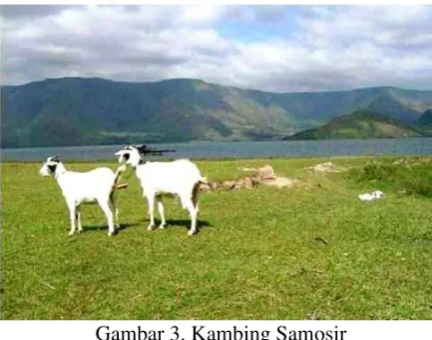 Gambar 3. Kambing Samosir 