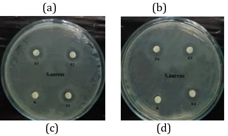 Gambar 3. Zona hambat isolat BAL terhadap: (a) E.coli dan (b) S.aureus 