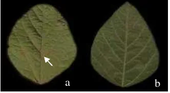 Gambar 7. Perbedaan daun yang terserang P. pachyrizi (a) daun yang terserang (�) (b) daun yang sehat