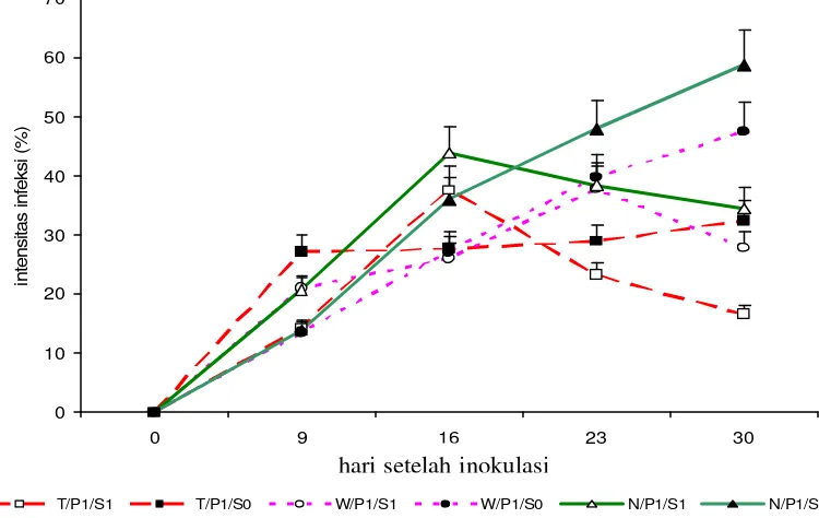 Gambar 8. Grafik intensitas penyakit karat pada umur 9, 16, 23, dan 30 hsi pada tiga varietas kedelai      yakni Tanggamus (T), Wilis (W), dan Nokhonsawon (N)