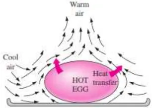 Gambar 2.18 Konveksi natural yang terjadi pada telur panas [15] 