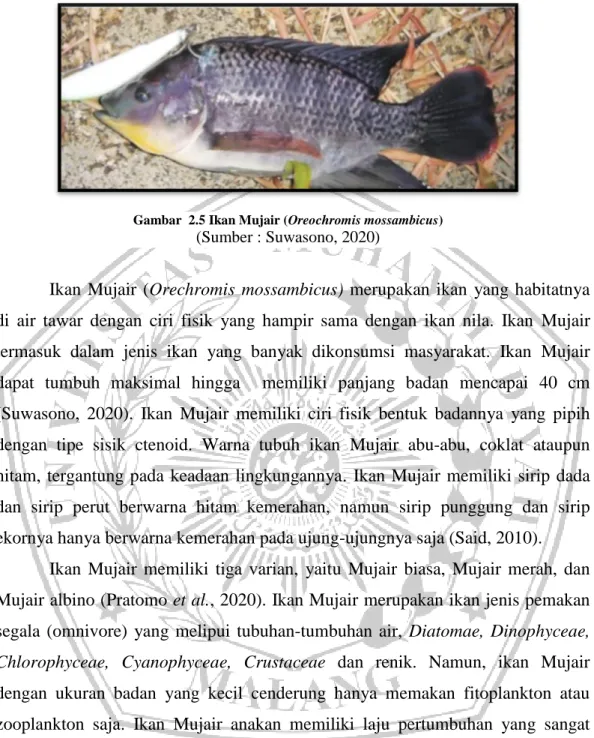 Gambar  2.5 Ikan Mujair (Oreochromis mossambicus) 