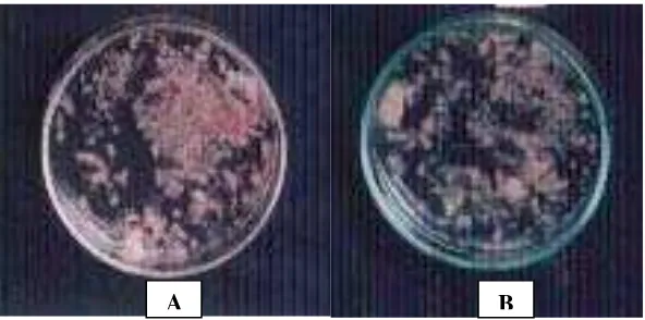 Gambar 3. Pertumbuhan Isolat F. oxysporum setelah Diinkubasi Selama 7 Hari pada Media PSA pH 2 (A) dan PDA          pH  2 (B)    