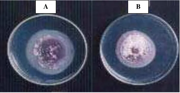 Gambar 4. Pertumbuhan Isolat F. oxysporum setelah Diinkubasi Selama 7 Hari pada Media PSA pH 3 (A) dan PDA          pH  3 (B)    