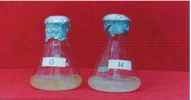 Gambar 10.  Pertumbuhan F. oxysporum yang Dibiakkan pada Media Cair. (G) PDL pH 6  (H) PSL pH 6 