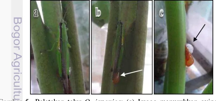 Gambar 4  Gejala serangan O. japonica; (a) Pengamatan di laboratorium, (b) 