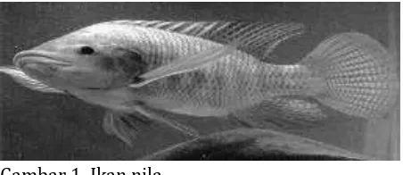 Gambar 1. Ikan nila 