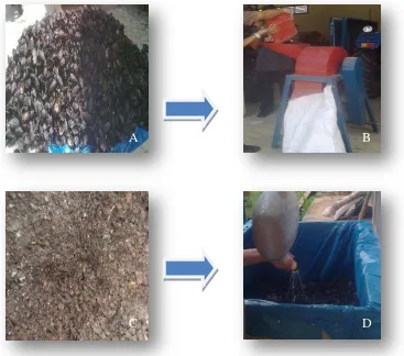Gambar 4. Proses pembuatan kompos kulit buah kakao. (A) kulit kakao utuh, 
