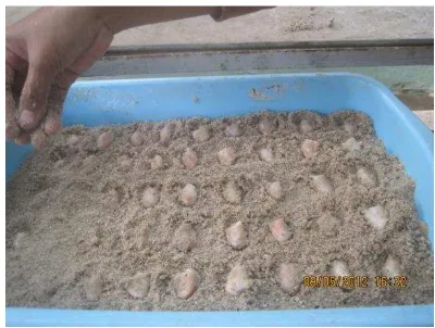 Gambar 5. Proses penyemaian benih kakao pada  bak semai dengan media pasir. 