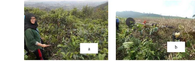Gambar 3. Pemangkasan tanaman teh: (a) secara manual, (b) secara mekanis  
