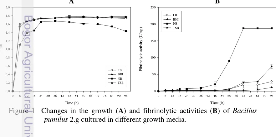 Figure 1  Changes in the growth (A) and fibrinolytic activities (B) of Bacillus 