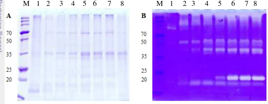 Figure 2 SDS-PAGE (A) and fibrin zymography (B) of culture supernatant from B. 