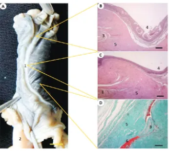 Gambar 1. Morfologi hemipenis biawak V. s. bivittatus. Hemipenis dalam kondisi ereksi (A= Tampak Dorsal, ↑ arah kranial) (Mahfud dkk 2015); Gambaran histologi sayatan melintang jaringan hemipenis daerah kaput (B), medial (C) dan kaudal (D)