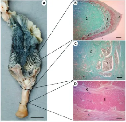 Gambar 2. Struktur bagian kaudal dan otot retraktor hemipenis biawak V. s. bivittatus dalam kondisi tidak ereksi (A= tampak ventral, ↓ arah kaudal) (Mahfud dkk); Gambaran histologi sayatan melintang lipatan mukosa hemipenis (B), daerah penyatuan otot retra