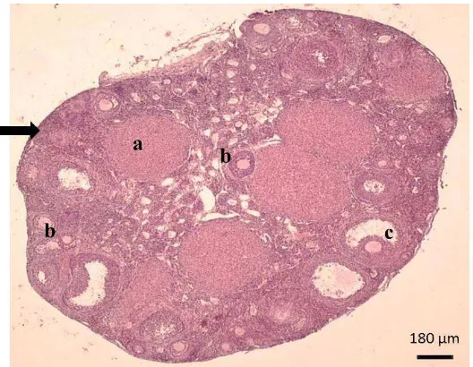Gambar 1.  Ovarium mencit (kontrol). Corpus luteum (a), folikel sekunder (b), folikel tersier (c), korteks ovarium ().