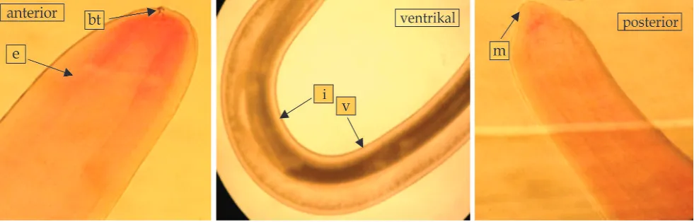 Gambar 1  Identiikasi larva Anisakis spp. dengan perbesaran 40x Keterangan e: esophagus; bt: boring tooth; i: intestinal; v: ventrikulus; m: mucron.