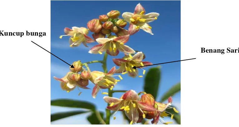 Gambar 1. Bunga betina tanaman ubikayu (female flower of cassava).  