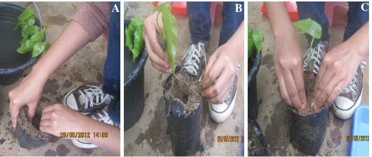 Gambar 5.  Proses penanaman bibit tanaman kakao ke polibag.  A. Pembuatan  lubang tanam di polibag, B