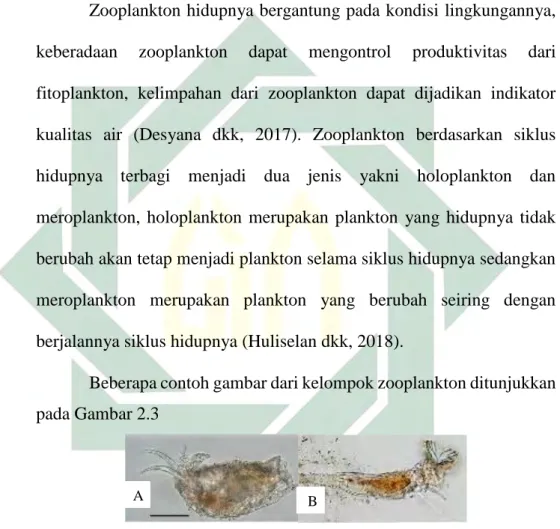 Gambar 2.3 Zooplankton  (A) Brachionus sp. (B) Ptygura thalenolensis  Sumber : (Wei et al., 2019)