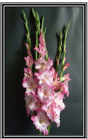 Gambar 1.  Tampilan bunga gladiol Kultivar Holland Putih 