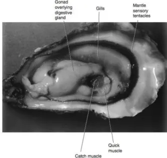 Gambar  2.2  Penampakan  bagian  dalam  dari  Crassostrea  gigas,  dapat  diamati  bagian  gonad, insang, mantel, dan otot-otot