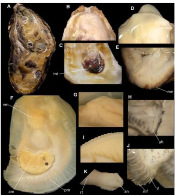 Gambar  2.18  Anatomi  Crassostra  sp.:  (A)  penampakan  eksternal.  (B)  Penampakan  cangkang dengan sebagian penampakan internal