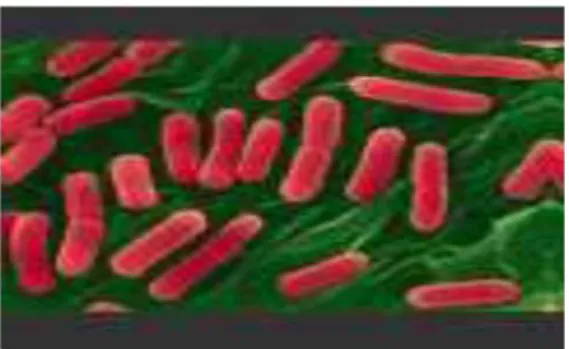 Gambar 2.1 Bakteri Eschericia coli  Sumber : Kunkel (2009) 