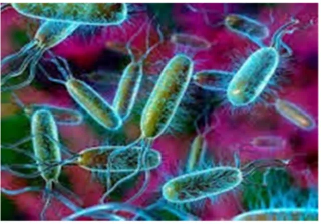 Gambar 2.2 Bakteri Coliform 