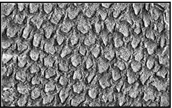 Gambar 5.Permukaan enameldilihat dengan scanning electron microscop(SEM) setelah pengetsaandengan asam fosfor  37%,  proses pencucian, dan  pengeringan(200x pembesaran)19 