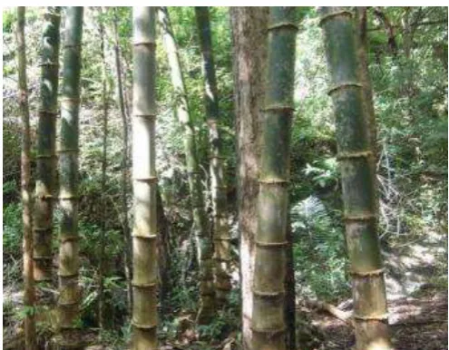 Gambar 3. Bambu Petung Purwobinangun Pakem Sleman 