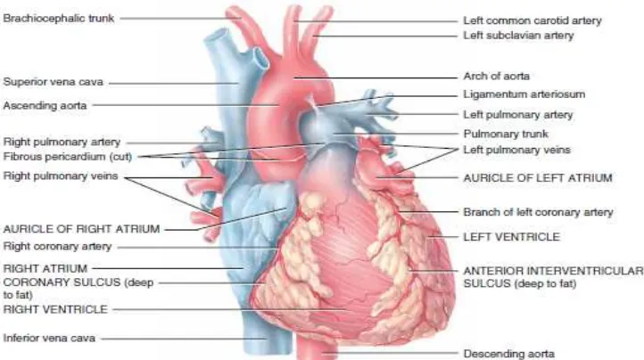 Gambar 2.1 Anatomi jantung (Tortora,2012). 