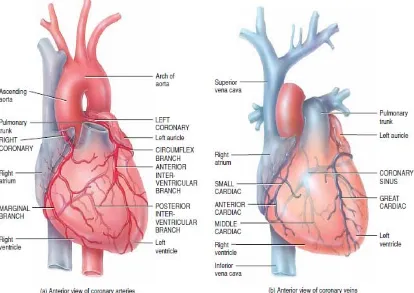 Gambar 2.2 Arteri dan vena koroner di bagian anterior (Tortora, 2012) 