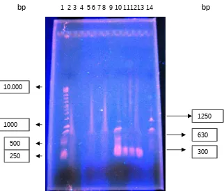 Gambar 1. Produk PCR I protokol manual (sampel VB, VP, WB) dan Nested PCR 
