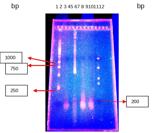 Gambar 2. Produk Nested PCR protokol manual pada sampel udang windu dan 