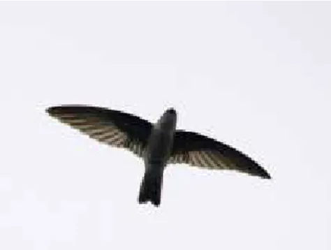 Gambar 2. Sarang hitam dan burung walet  Sumber: Swift of SE Asia 