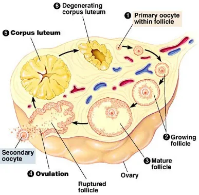 Gambar 2.1. Siklus folikel pada ovarium 